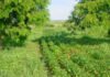 Agostinho Didonet - Feijão cultivado em sistema agroflorestal