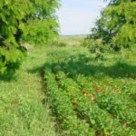 Agostinho Didonet - Feijão cultivado em sistema agroflorestal