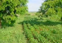 Agostinho Didonet - Feijão cultivado em sistema agroflorestal