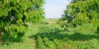 Agostinho Didonet - Feijão cultivado em sistema agroflorestal