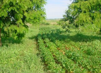 Agostinho Didonet - Feijão cultivado em sistema agroflorestal
