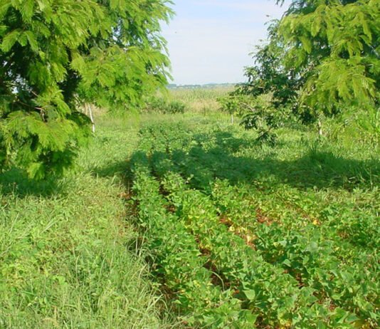 Agostinho Didonet - Feijão cultivado em sistema agroflorestal