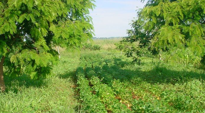 Sistema agroflorestal produz alimentos e dobra o carbono estocado no solo do Cerrado Agostinho Didonet - Feijão cultivado em sistema agroflorestal