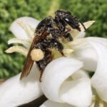 Embrapa - O aumento na produção de frutos em ramos localizados próximos às colônias reforça a eficiência da mandaguari como polinizadora do café