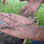 Duas novas espécies de minhocas são encontradas em sistemas integrados de produção no interior de São Paulo Lilianne Maia Bruz - As duas novas espécies — a Fimoscolex bernardii sp. nov. Bartz e a Glossoscolex (Glossoscolex) canchim sp. nov. Bartz (foto acima) — foram encontradas em sistemas integrados de produção
