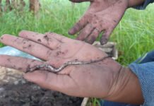 Lilianne Maia Bruz - As duas novas espécies — a Fimoscolex bernardii sp. nov. Bartz e a Glossoscolex (Glossoscolex) canchim sp. nov. Bartz (foto acima) — foram encontradas em sistemas integrados de produção