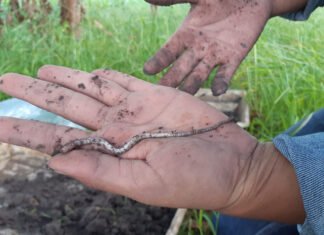 Duas novas espécies de minhocas são encontradas em sistemas integrados de produção no interior de São Paulo Lilianne Maia Bruz - As duas novas espécies — a Fimoscolex bernardii sp. nov. Bartz e a Glossoscolex (Glossoscolex) canchim sp. nov. Bartz (foto acima) — foram encontradas em sistemas integrados de produção