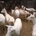 Maíra Vergne - Guia traz conjunto de procedimentos para controlar enfermidades que podem colocar em risco a saúde dos animais e a produtividade de rebanhos