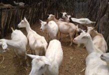 Maíra Vergne - Guia traz conjunto de procedimentos para controlar enfermidades que podem colocar em risco a saúde dos animais e a produtividade de rebanhos