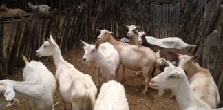 Maíra Vergne - Guia traz conjunto de procedimentos para controlar enfermidades que podem colocar em risco a saúde dos animais e a produtividade de rebanhos