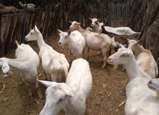 Maíra Vergne - Guia traz conjunto de procedimentos para controlar enfermidades que podem colocar em risco a saúde dos animais e a produtividade de rebanhos