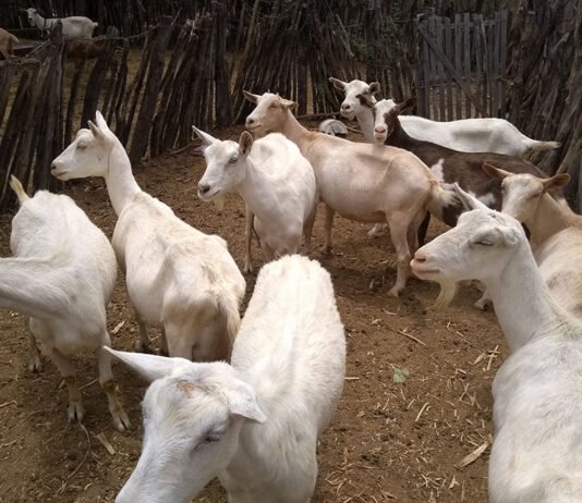 Maíra Vergne - Guia traz conjunto de procedimentos para controlar enfermidades que podem colocar em risco a saúde dos animais e a produtividade de rebanhos
