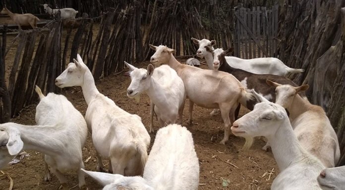 Maíra Vergne - Guia traz conjunto de procedimentos para controlar enfermidades que podem colocar em risco a saúde dos animais e a produtividade de rebanhos