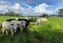 IA apoia manejo de plantas daninhas em sistemas integrados de lavoura e pecuária Maurílio Fernandes de Oliveira - A adoção de práticas sustentáveis, que compõem a estratégia ILP, altera o comportamento das plantas daninhas
