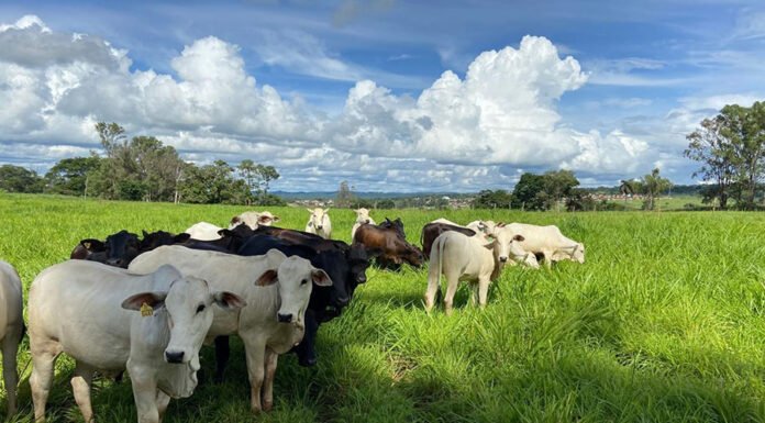 IA apoia manejo de plantas daninhas em sistemas integrados de lavoura e pecuária Maurílio Fernandes de Oliveira - A adoção de práticas sustentáveis, que compõem a estratégia ILP, altera o comportamento das plantas daninhas