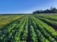 Pesquisa aponta a estruvita como alternativa nacional para fertilizantes fosfatados Caio Inácio - Plantio de soja com estruvita em Santo Augusto (RS)