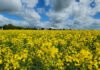 Bruno Laviola - Canola tropicalizada, em apoio a rotas para biodiesel, diesel renovável e combustível sustentável de aviação (SAF), é uma das frentes do projeto