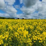 Projeto estratégico vai acelerar soluções de transição energética a partir da agricultura Bruno Laviola - Canola tropicalizada, em apoio a rotas para biodiesel, diesel renovável e combustível sustentável de aviação (SAF), é uma das frentes do projeto