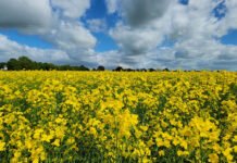 Bruno Laviola - Canola tropicalizada, em apoio a rotas para biodiesel, diesel renovável e combustível sustentável de aviação (SAF), é uma das frentes do projeto