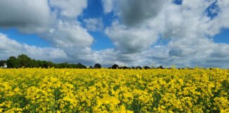 Bruno Laviola - Canola tropicalizada, em apoio a rotas para biodiesel, diesel renovável e combustível sustentável de aviação (SAF), é uma das frentes do projeto