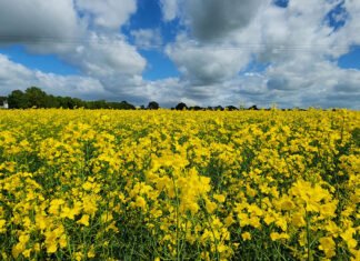Bruno Laviola - Canola tropicalizada, em apoio a rotas para biodiesel, diesel renovável e combustível sustentável de aviação (SAF), é uma das frentes do projeto