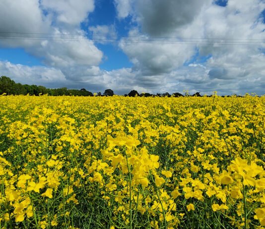 Projeto estratégico vai acelerar soluções de transição energética a partir da agricultura Bruno Laviola - Canola tropicalizada, em apoio a rotas para biodiesel, diesel renovável e combustível sustentável de aviação (SAF), é uma das frentes do projeto