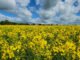 Bruno Laviola - Canola tropicalizada, em apoio a rotas para biodiesel, diesel renovável e combustível sustentável de aviação (SAF), é uma das frentes do projeto