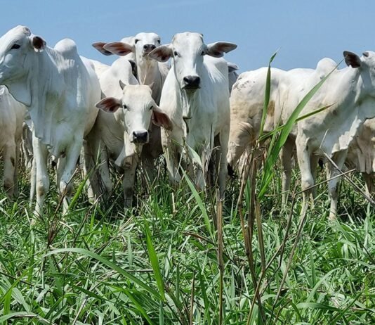 Arroba do boi gordo não para de subir: confira as cotações boi, integração lavoura-pecuária