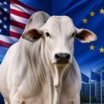 Arroba do boi será impulsionada pelos EUA em setembro, mas terá UE como freio boi gordo Estados Unidos União Europeia