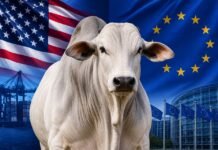 boi gordo Estados Unidos União Europeia