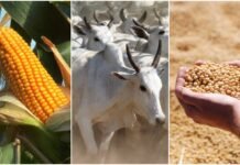 Nova série de lives do Canal Rural te coloca por dentro do preço das principais commodities do país