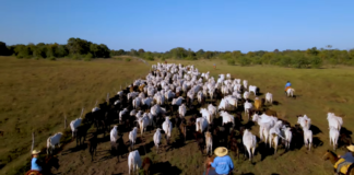 Pecuária responde por um terço da proteína global, revela FAO