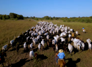Pecuária responde por um terço da proteína global, revela FAO