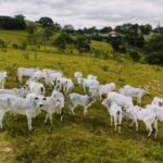 Previsão agrícola para Bico do Papagaio: terça (23) com fortes chuvas; atenção ao El Niño
