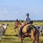 Silagem, proteinados e inovação: a nova receita da nutrição animal no Tocantins