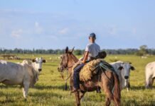 Silagem, proteinados e inovação: a nova receita da nutrição animal no Tocantins