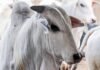 confira como o mercado encerrou a semana pará, boi, vaca louca - protocolo