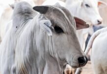 confira como o mercado encerrou a semana pará, boi, vaca louca - protocolo