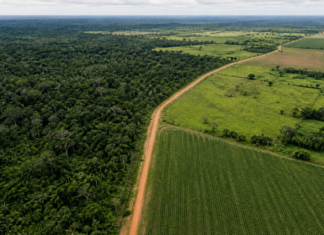 Agropecuária ocupava 65,2 milhões de hectares da Amazônia em 2025