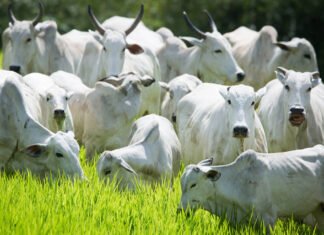 Arroba do boi gordo chega a R$ 385 e pecuaristas já esperam R$ 390 em São Paulo boiada gado bovino arroba do boi gordo carne bovina preços