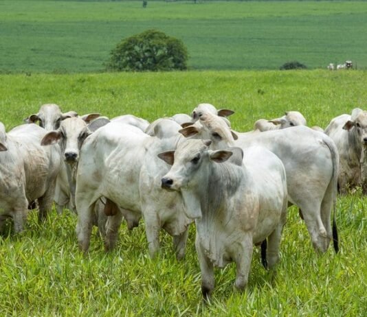 pecuária bovina, boi gordo, Nigéria
