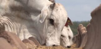 Aumento da demanda humana por soro de leite ‘empurra’ concentrado de soja para a ração animal