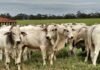 Boi gordo sobe mais que a carne bovina e pressiona margens dos frigoríficos em SP arroba do boi gordo