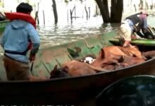 El Niño provoca inundações em áreas de pecuária e força retirada de milhares de bois na Argentina Reprodução vídeo Artear