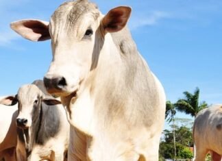 Engenharia genética abre novas perspectivas para o melhoramento e a reprodução de bovinos Pecuária