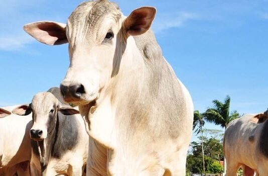 Engenharia genética abre novas perspectivas para o melhoramento e a reprodução de bovinos Pecuária