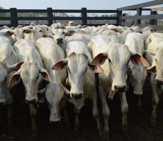 Preço da arroba do boi gordo acumula alta de 3,76% em outubro, aponta Cepea