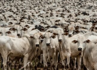 mercado encerra a semana em alta
